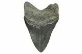 Serrated, Fossil Megalodon Tooth - South Carolina #374679-2